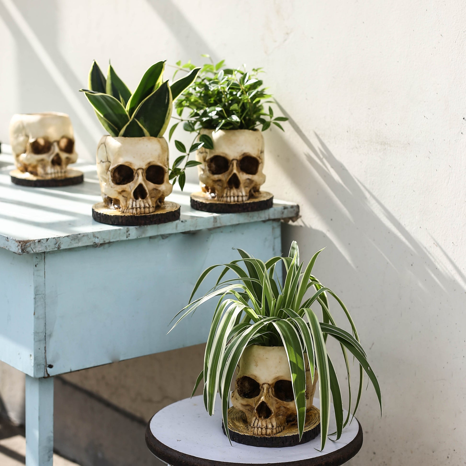 skull pot plant Waterproof Resin Skull Planter - Versatile Indoor and Outdoor Plant Decor, Perfect for Halloween and Day of the Dead